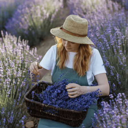 Lavanda wp