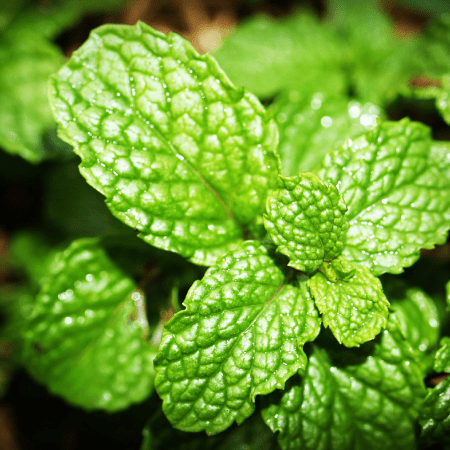 menta wp