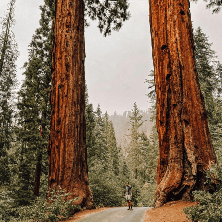 sequoya wp