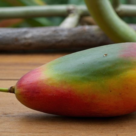 Mango_00000