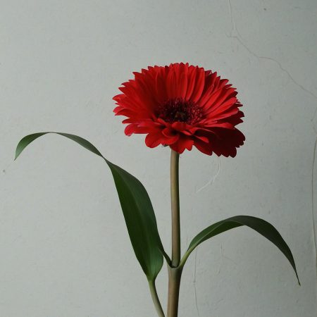 Red_00000